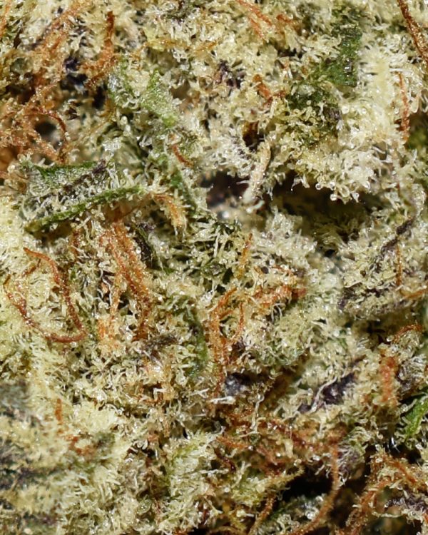 Georgia Tart AAAA+ Trichomes