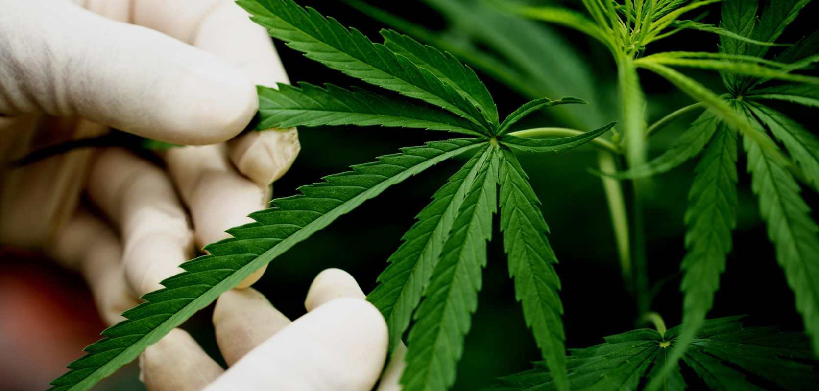 Man with gloves inspecting a cannabis leaf from Chronic Farms BC cannabis and cheap canna online dispensary Canada for budget buds, shatter, gummys, and dispensary weed. 