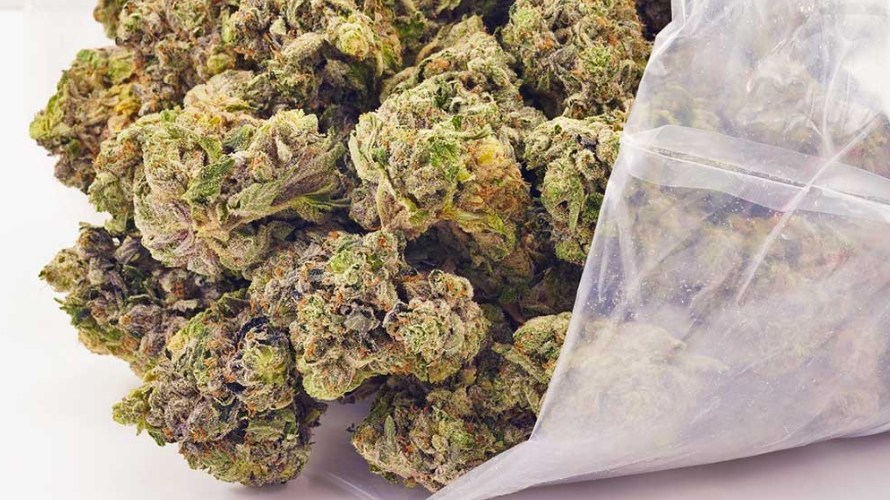 The splendour of Master Kush weed is globally famous for its medicinal benefits. The marijuana strain takes you on a rollercoaster ride of creative euphoria while retiring your body into deep relaxation.