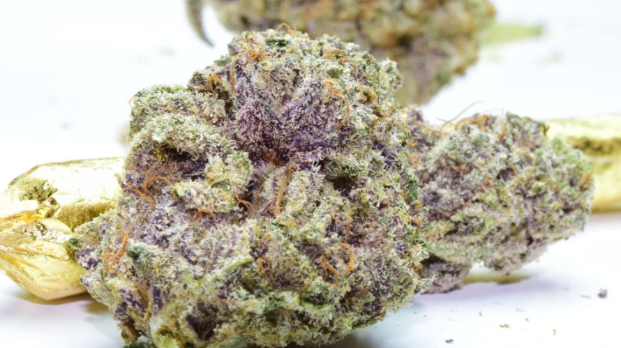The Purple Kush weed is the child of the famous Purple Afghani and the Hindu Kush. 