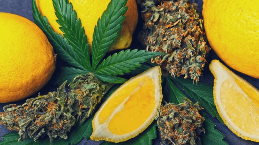Terpenes are fragrant compounds in cannabis plants. The secret to curing insomnia with weed lies in the latter's terpene profile. 