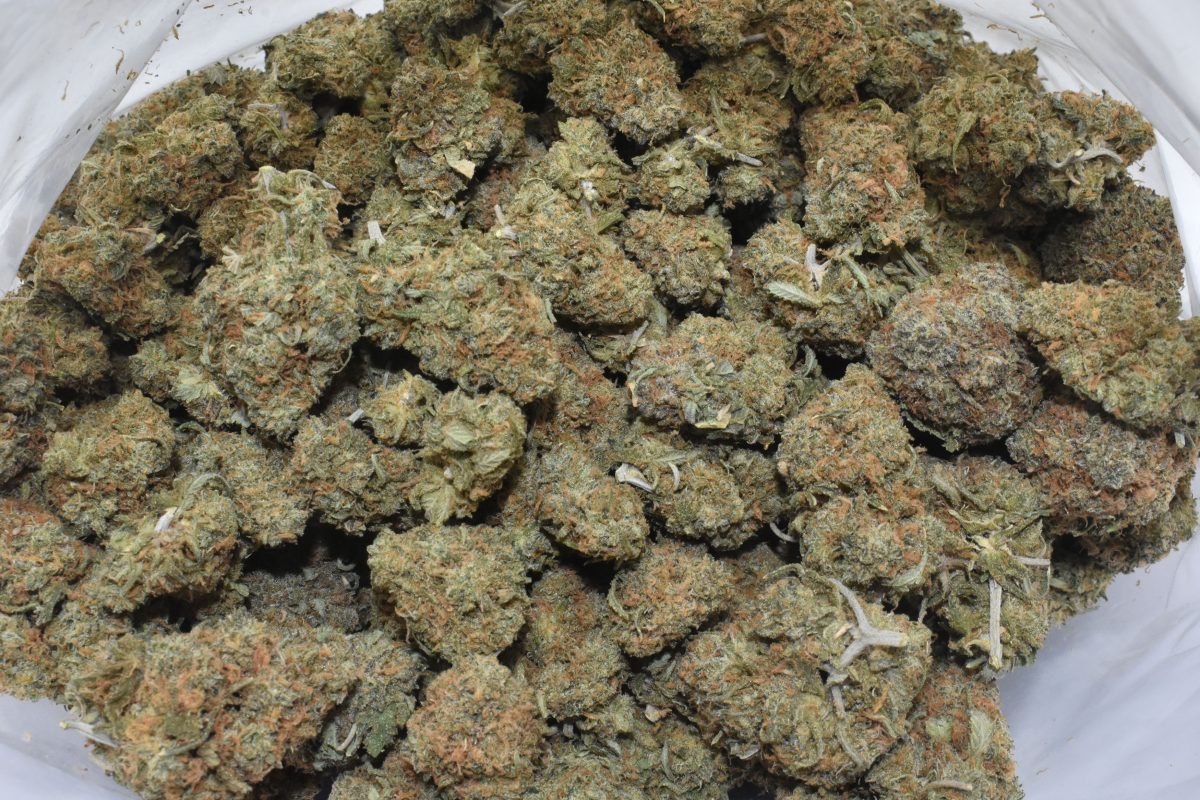 buy-moby-dick-at-chronicfarms.cc-AA-flower-online-weed-dispensary