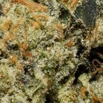 Flamin Chettos AAAA+ Trichomes