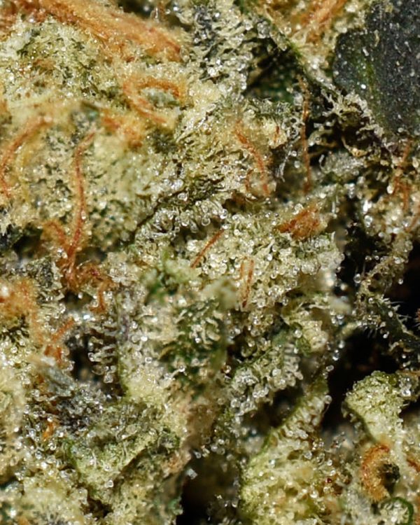 Flamin Chettos AAAA+ Trichomes