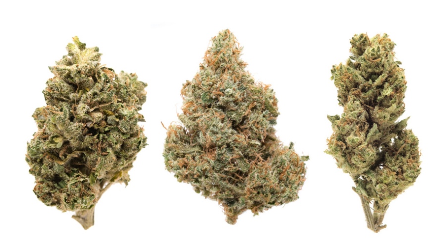 Whether you’re looking to ease your feelings of nausea, or intraocular pressure or reduce inflammation due to a condition of glaucoma, the following sativa strains may assist.