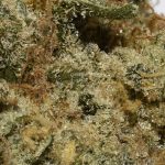 BUY-CALIFORNIA-ORANGE-AA-FLOWER-AT-CHRONICFARMS.CC-ONLINE-WEED-DISPENSARY-IN-BC