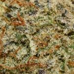 London Poundcake AA Trichomes