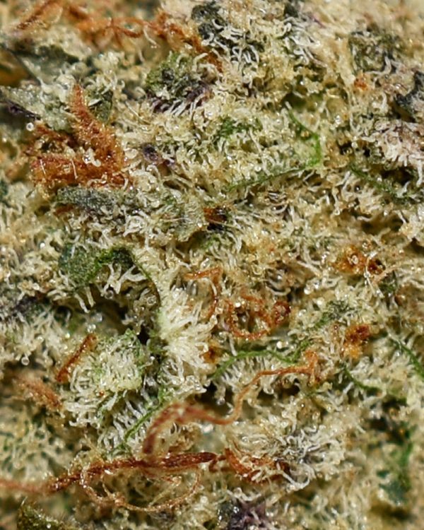 London Poundcake AA Trichomes