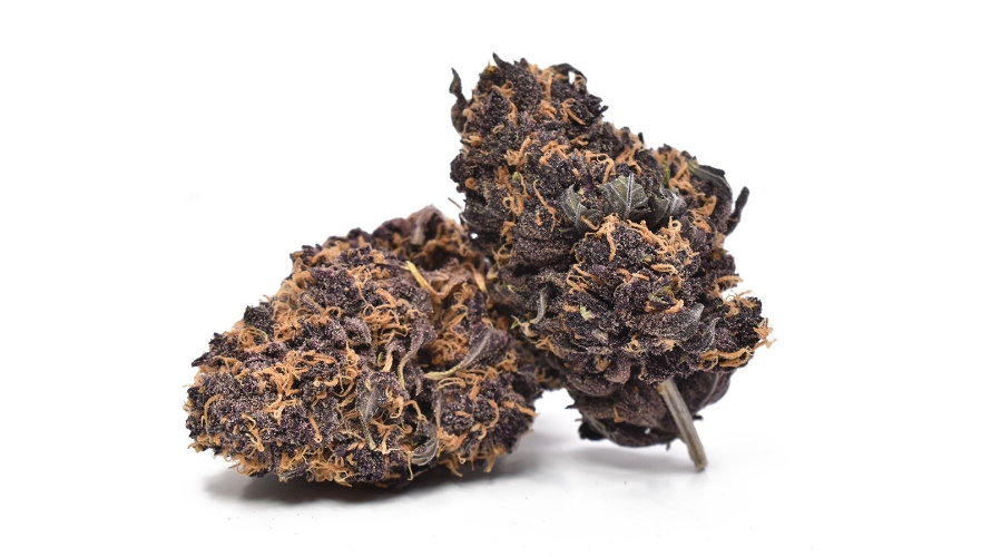 Huckleberry Soda is one of the most popular strains of cannabis available on the market today. It's a hybrid strain with Sativa-dominant genetics and a sweet, tropical flavour. 
