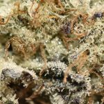 BUY-DAIRY-QUEEN-AAAA-FLOWER-AT-CHRONICFARMS.CC-ONLINE-WEED-DISPENSARY