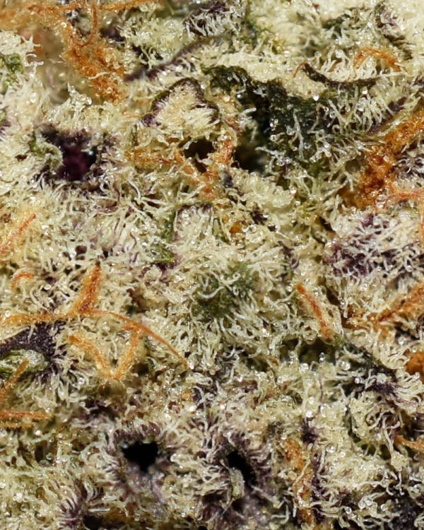 G54 AAAA+ Trichomes