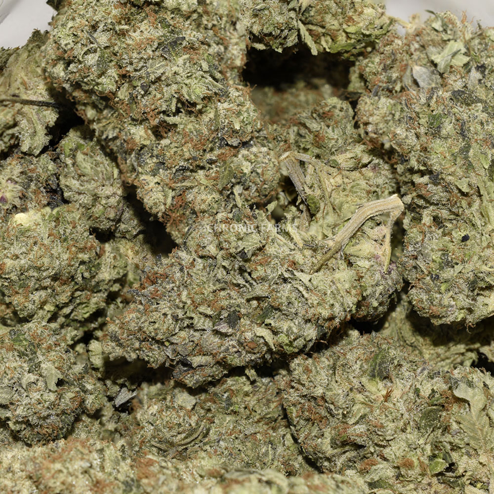 BUY-BLUE-FIN-TUNA-KUSH-INDICA-QUADS-AT-CHRONICFARMS.CC-ONLINE-WEED-DISPENSARY