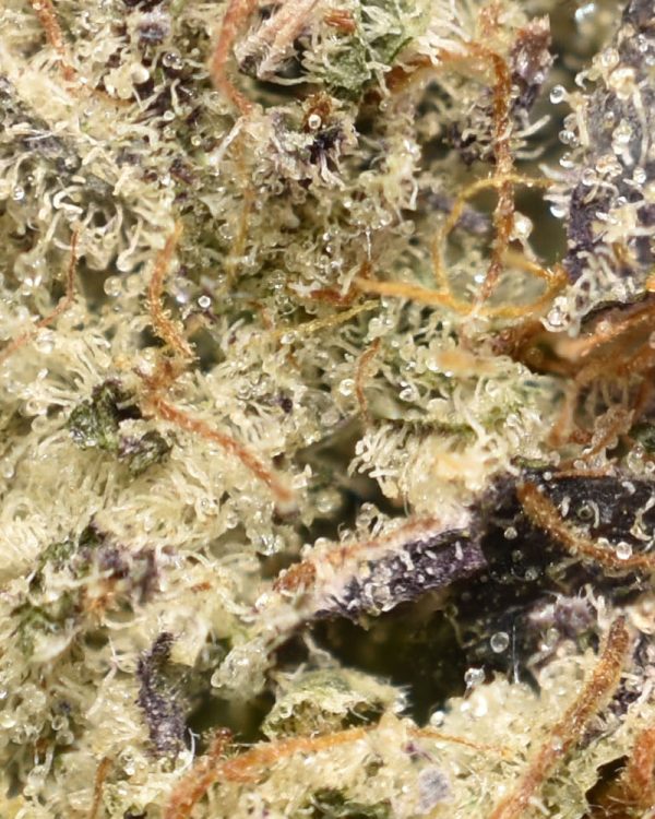 BUY-GHOST-TRAIN-HAZE-AAAA-FLOWER-AT-CHRONICFARMS.CC-ONLINE-WEED-DISPENSARY