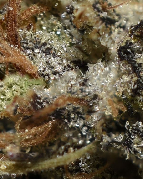 BUY-NOTHERN-LIGHTS-INDICA-QUADS-AT-CHRONICFARMS.CC-ONLINE-WEED-DISPENSARY