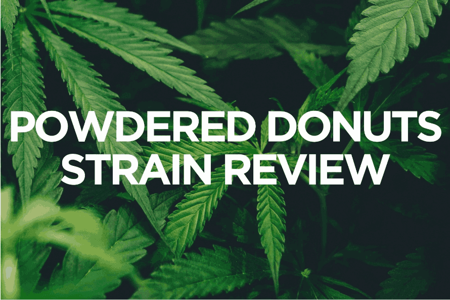 Besides learning about the Powdered Donuts strain review, you will uncover which cannabis strains from our online dispensary, Chronic Farms.