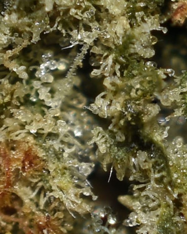 BUY-SOUR-TANGIE-COOKIES-AAAA-FLOWER-INDICA-AT-CHRONICFARMS.CC-ONLINE-WEED-DISPENSARY-IN-CANADA