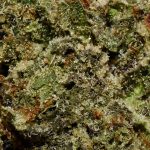 Afghan OG AAA Trichomes