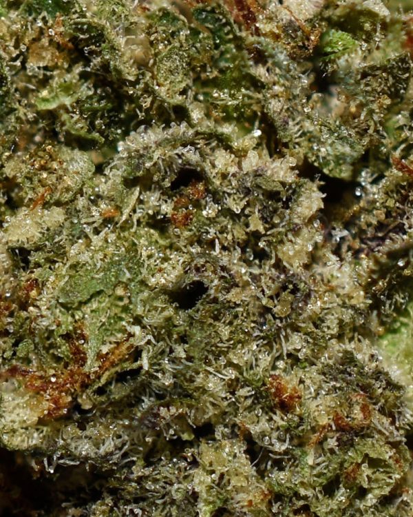 Afghan OG AAA Trichomes