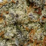 Platinum Oreoz AAAA+ Trichomes