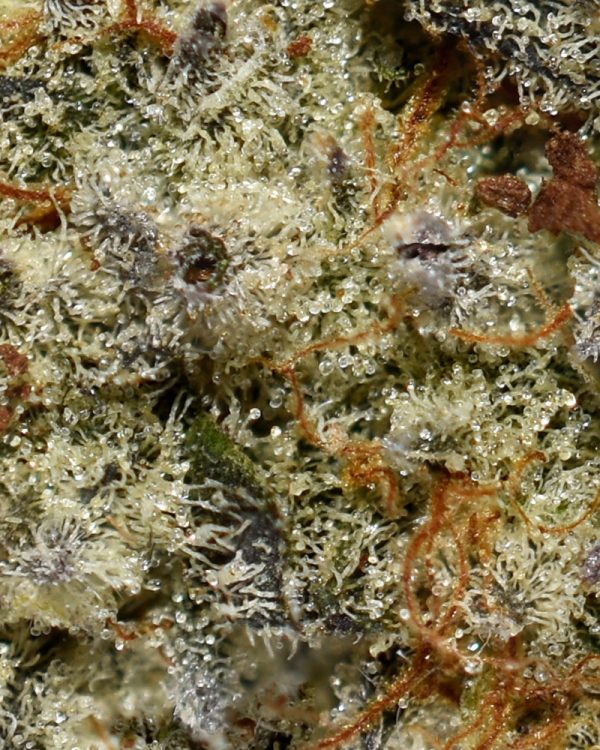 Platinum Oreoz AAAA+ Trichomes