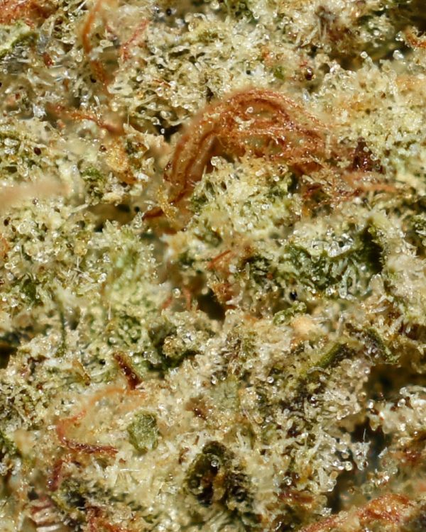UK Cheese AA Trichomes