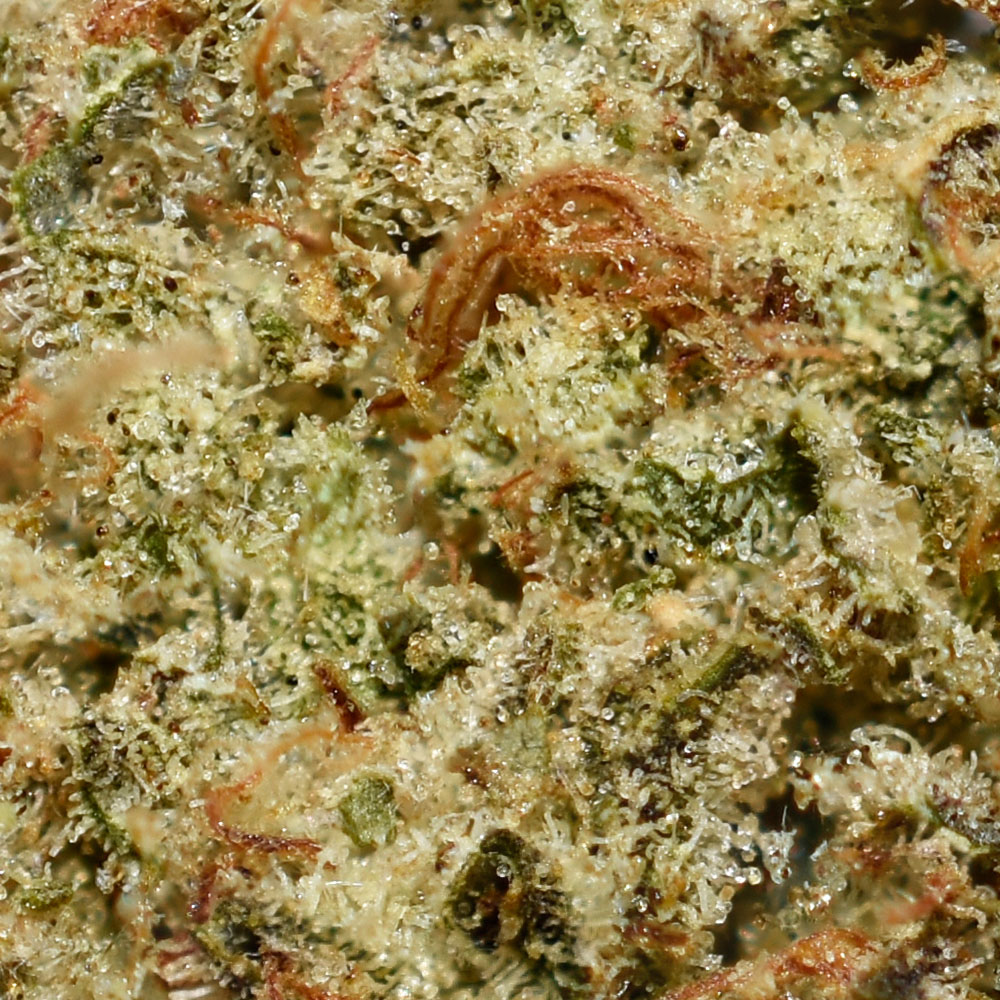 UK Cheese AA Trichomes