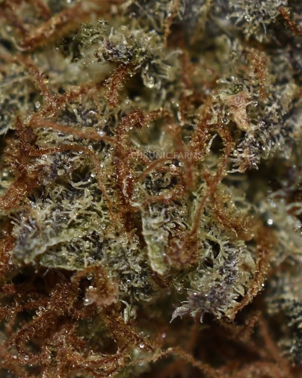 buy white runtz at chronicfarms.cc online weed dispensary in canada