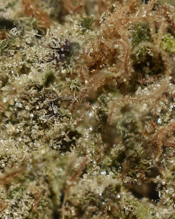 BUY CHOCOLOPE CANNABIS AT CHRONICFARMS.CC ONLINE WEED DISPENSARY IN CANADA