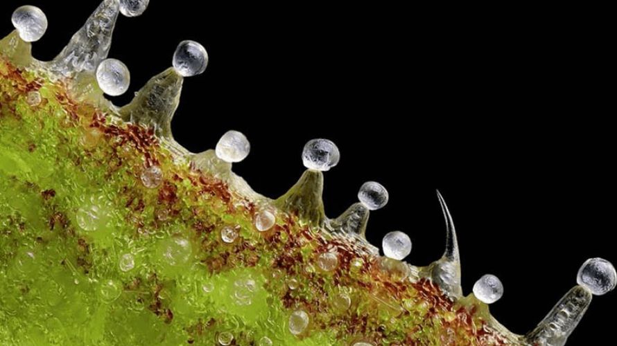 Bulbous trichomes are specialized structures found on the surface of plants, particularly in the cannabis family, but also in other species such as mint and lavender. 
