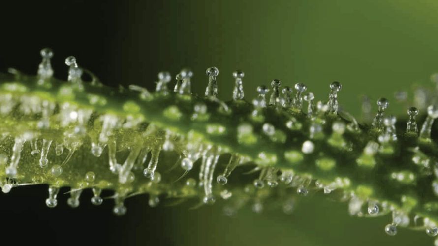 Capitate-sessile trichomes are small, hair-like structures found on the surface of cannabis plants. 