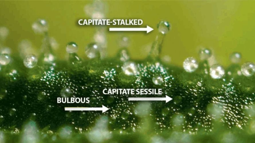 Capitate-stalked trichomes in weed are a crucial element in the cannabis plant's anatomy. 