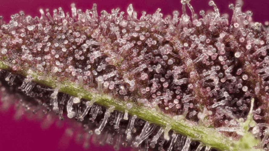 As we delve into what are trichomes, the functions of trichomes in weeds are varied and complex and are essential to the growth and survival of the plant.