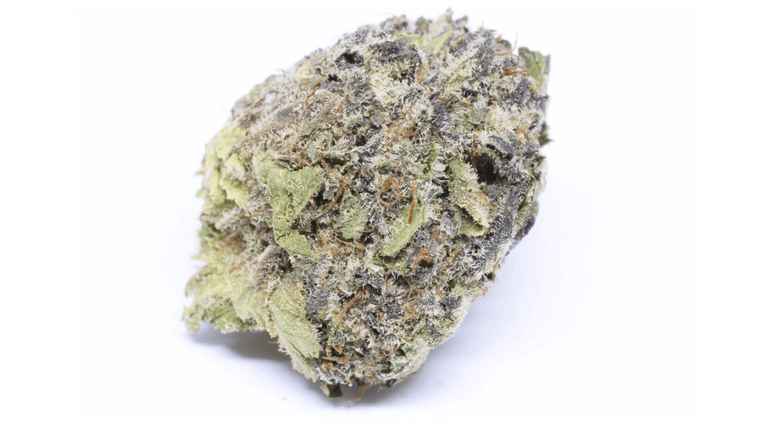 As mentioned earlier, Gods Green Crack is a high-THC strain, with an average THC content of 22 to 25 percent. 