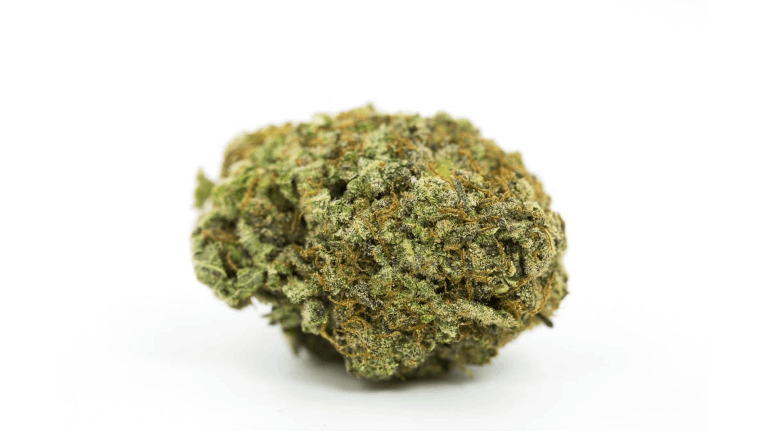 Gods Green Crack is a powerful Indica-leaning hybrid that packs a potent punch with its high THC content, typically ranging from 22 to 25 percent. 