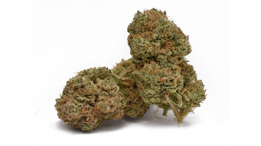 What sets the Gorilla Bomb strain apart from other Sativa is its high THC content, which usually hovers around 27 percent.