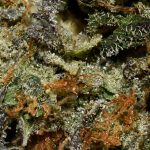 Pinetar Bubba AAAA+ Trichomes
