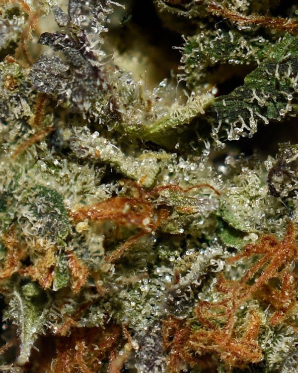 Pinetar Bubba AAAA+ Trichomes