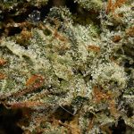 Pink Bubba AAAA+ Trichomes