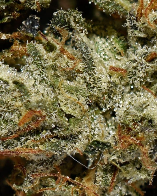 Pink Bubba AAAA+ Trichomes