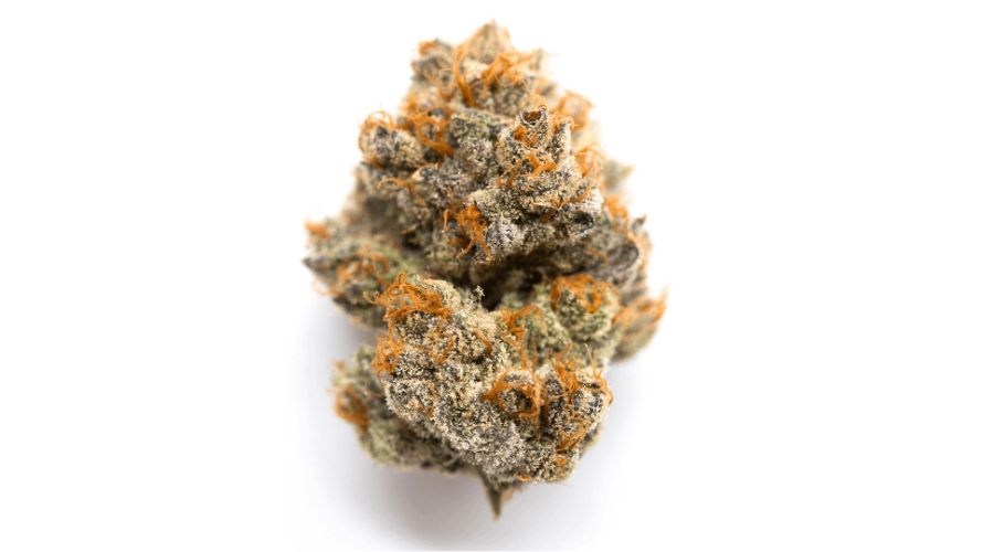 The Romulan strain is a fascinating strain of cannabis that is known for its unique appearance. The buds of this strain are dense and tightly packed, with a characteristic dark green colour that is almost black. 