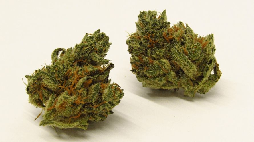 In this blog post, we will be taking a closer look at the Romulan strain, examining its aroma, flavor, and effects. 