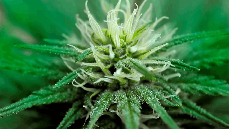 But what are trichomes? Trichomes are commonly found on the surface of cannabis plants and are responsible for the distinctive smell and flavour of the plant. 