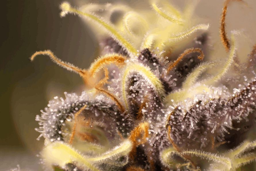 In this blog post, we will explore what are trichomes, their chemical composition and how they impact the overall quality of cannabis. Read on blog.