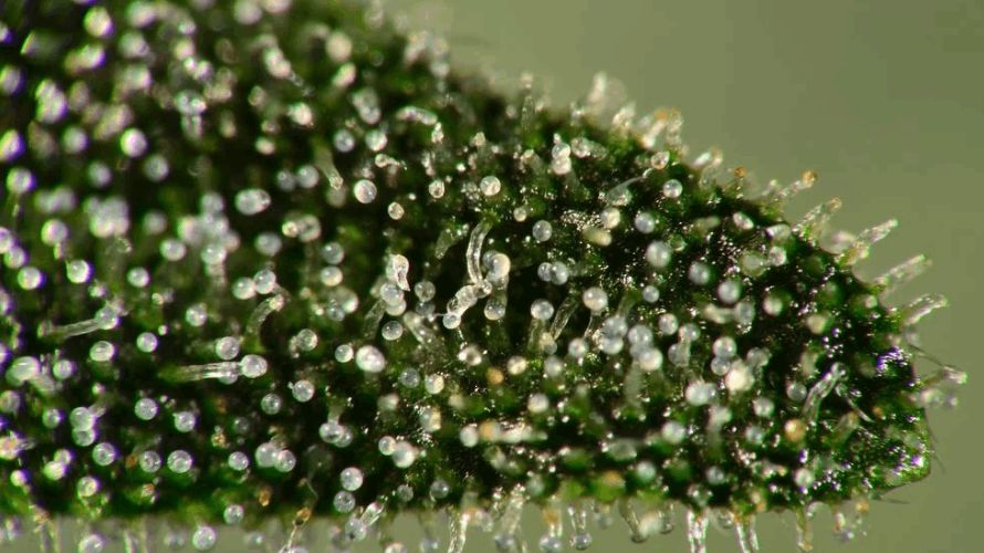 Trichome production is a complex process influenced by various factors such as genetics, environment, and stress. 