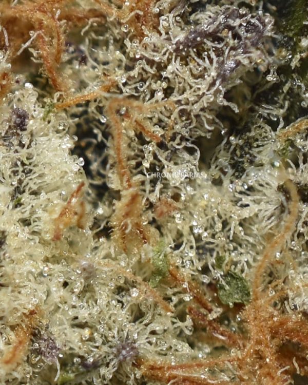 BUY-GORILLA-COOKIES-AAAA-INDICA-MARIJUANA-FLOWER-AT-CHRONICFARMS.CC-ONLINE-WEED-DISPENSARY-IN-CANADA