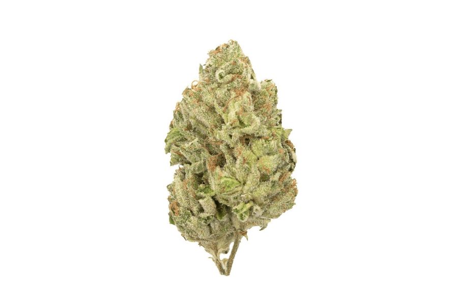 If you're looking for an incredibly powerful and highly sought-after Sativa bud, look no further than the Gorilla Bomb strain. 