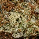 Cannalope Haze AA Trichomes