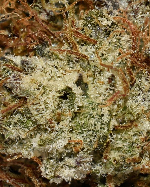 Cannalope Haze AA Trichomes