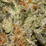 Cookie Dough AAA Trichomes