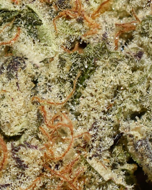Cookie Dough AAA Trichomes